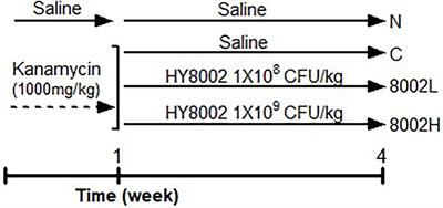 The Probiotic Strain Bifidobacterium animalis ssp. lactis HY8002 Potentially Improves the Mucosal Integrity of an Altered Intestinal Microbial Environment